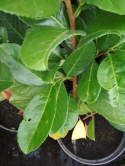 Laurowiśnia wschodnia Rotundifolia