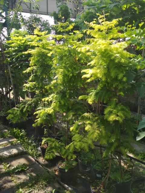 Metasekwoja chińska 'Goldrush'