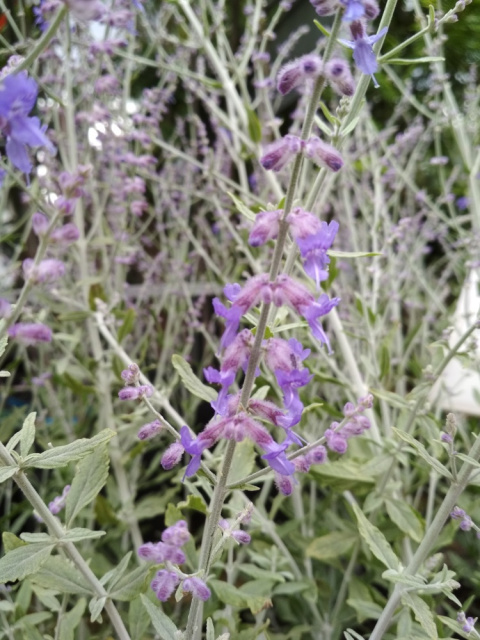 Perowskia 'Blue Spire'