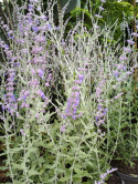 Perowskia 'Blue Spire'