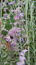Perowskia 'Blue Spire'
