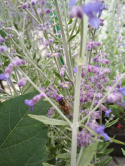 Perowskia 'Blue Spire'