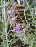 Perowskia 'Blue Spire'