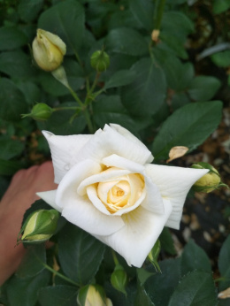 Róża pnąca Kenza