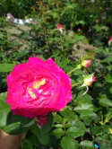 Róża pnąca Elizjum