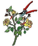 Róża wielkokwiatowa Peonita