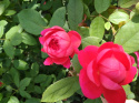 Róża wielkokwiatowa Peonita