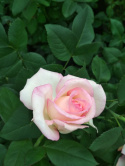 Róża wielkokwiatowa Virendra