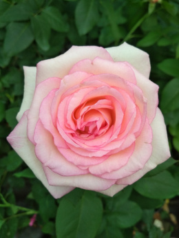 Róża wielkokwiatowa Virendra