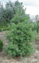 Sosna himalajska Pinus wallichiana