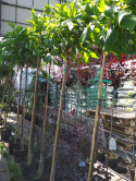 Surmia bignoniowa 'Nana' Catalpa na pniu