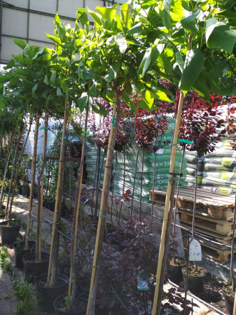 Surmia bignoniowa 'Nana' Catalpa na pniu