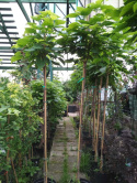 Surmia bignoniowa 'Nana' Catalpa na pniu