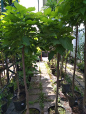 Surmia bignoniowa 'Nana' Catalpa na pniu