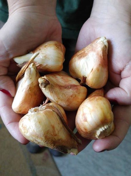 Tulipan Agrass White biały 10szt