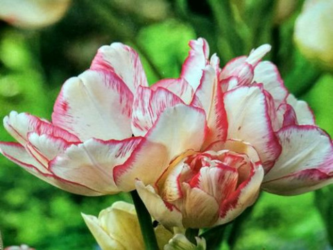 Tulipan Belicia wielokwiatowy 5sztuk