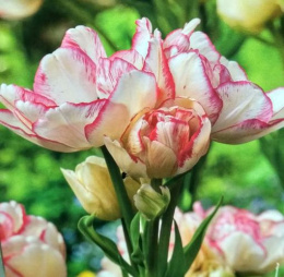 Tulipan Belicia wielokwiatowy 5sztuk