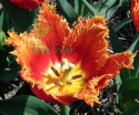 Tulipan Fabio dwubarwny 10szt