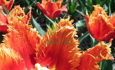 Tulipan strzępiasty Fabio 10szt