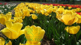 Tulipan Golden Oxford żółty 5szt