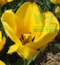 Tulipan Golden Oxford żółty 5szt