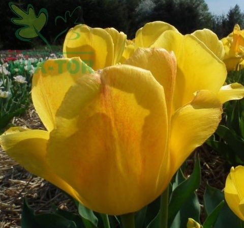 Tulipan Golden Oxford żółty 5szt