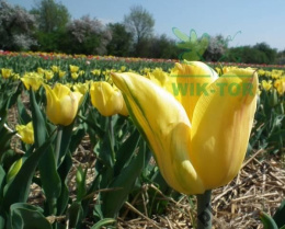 Tulipan Strong Gold żółty 10szt