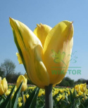 Tulipan Strong Gold żółty 10szt