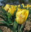 Tulipan Strong Gold żółty 10szt