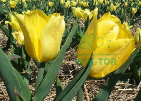 Tulipan Strong Gold żółty 10szt