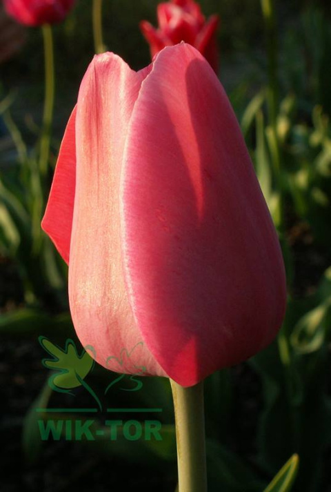Tulipan Van Eijk różowy 10sztuk