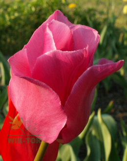 Tulipan Van Eijk różowy 10sztuk