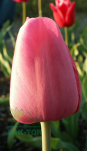 Tulipan Van Eijk różowy 10sztuk