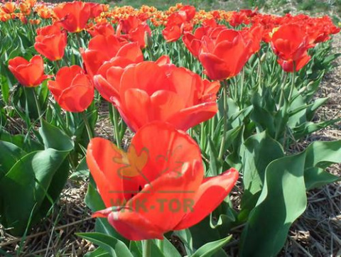 Tulipan Strong Love czerwony 10sztuk
