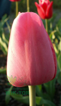 Tulipan Van Eijk różowy 5sztuk