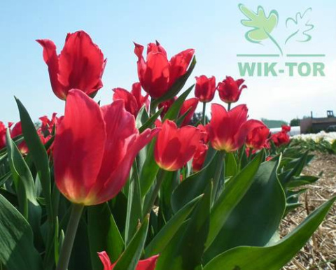 Tulipan liliokształtny Pretty Woman 10szt