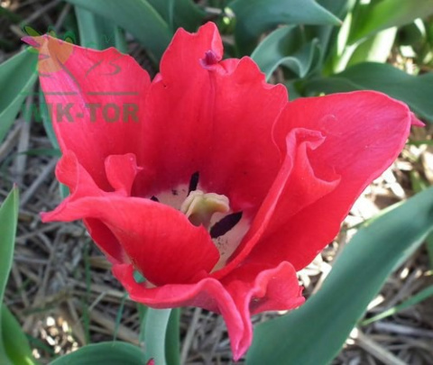 Tulipan liliokształtny Pretty Woman 10szt