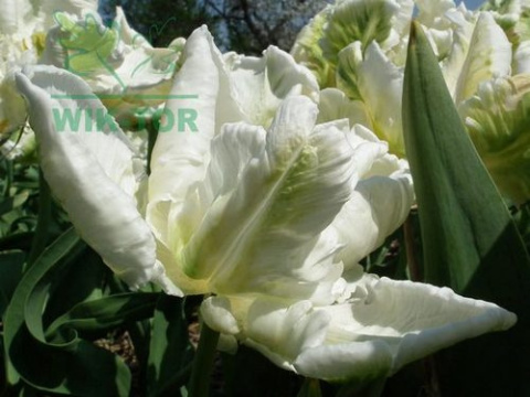 Tulipan papuzi Super Parrot biały 10sztuk
