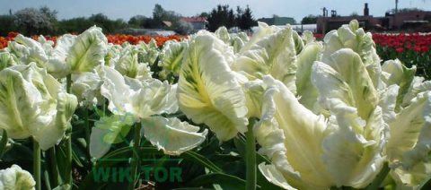 Tulipan papuzi Super Parrot biały 10sztuk