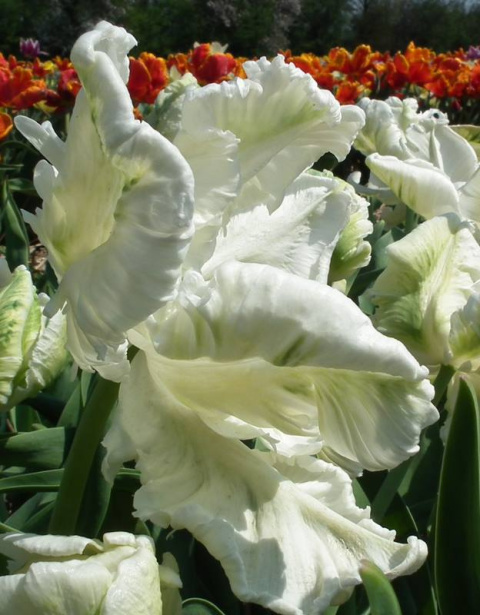 Tulipan papuzi Super Parrot biały 10sztuk
