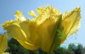 Tulipan strzępiasty Fringed Elegance żółty 5sztuk