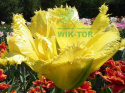 Tulipan strzępiasty Fringed Elegance żółty 5sztuk