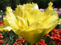 Tulipan strzępiasty Fringed Elegance żółty 5sztuk