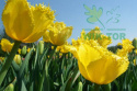 Tulipan strzępiasty Fringed Elegance żółty 5sztuk
