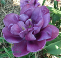 Tulipan pełny Blue Diamond fioletowy 5sztuk