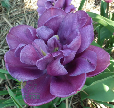 Tulipan pełny Blue Diamond fioletowy 5sztuk