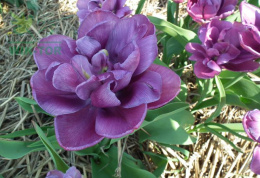 Tulipan pełny Blue Diamond fioletowy 5sztuk