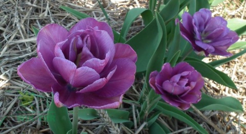 Tulipan pełny Blue Diamond fioletowy 5sztuk