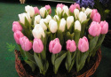 Tulipan papuzi Super Parrot biały 5sztuk