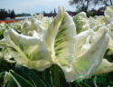Tulipan papuzi Super Parrot biały 5sztuk